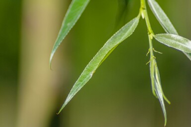 Weiß-Weide Salix alba 'Liempde' Salix alba 'Liempde'