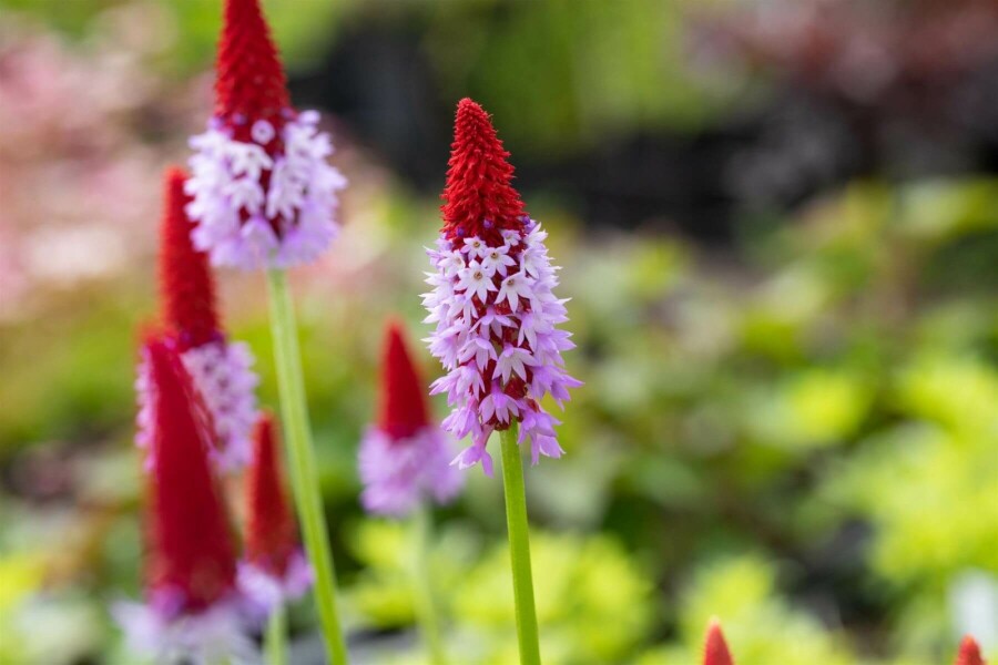 Orchideenprimel Primula vialii 5-10 Topf 9x9 cm (P9) Primula vialii