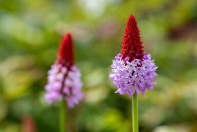 Orchideenprimel Primula vialii 5-10 Topf 9x9 cm (P9) Primula vialii