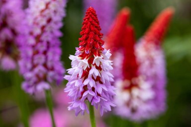 Orchideenprimel Primula vialii 5-10 Topf 9x9 cm (P9) Primula vialii