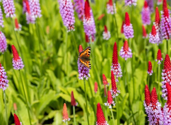 Orchideenprimel Primula vialii Topf Heijnen Pflanzen