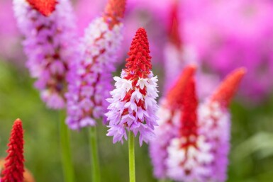 Orchideenprimel Primula vialii 5-10 Topf 9x9 cm (P9) Primula vialii