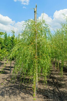 Dotter-Trauer-Weide Salix x sepulcralis 'Chrysocoma' Salix x sepulcralis 'Chrysocoma'