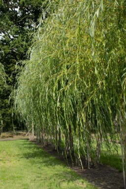 Dotter-Trauer-Weide Salix x sepulcralis 'Chrysocoma' Salix x sepulcralis 'Chrysocoma'