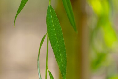 Dotter-Trauer-Weide Salix x sepulcralis 'Chrysocoma' Mehrstämmig Salix x sepulcralis 'Chrysocoma' Mehrstämmig