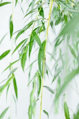 Dotter-Trauer-Weide Salix x sepulcralis 'Chrysocoma' Mehrstämmig 350-400 T Salix x sepulcralis 'Chrysocoma' Mehrstämmig 350-400