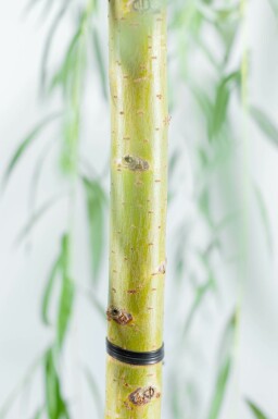 Dotter-Trauer-Weide Salix x sepulcralis 'Chrysocoma' Mehrstämmig 350-400 T Salix x sepulcralis 'Chrysocoma' Mehrstämmig 350-400