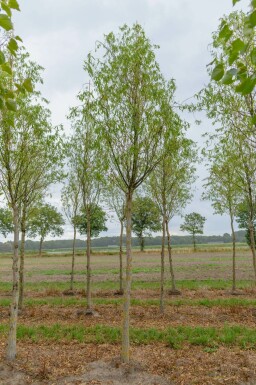 Zickzack-Weide Salix babylonica 'Tortuosa' Salix babylonica 'Tortuosa'