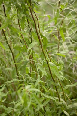 Zickzack-Weide Salix babylonica 'Tortuosa' Salix babylonica 'Tortuosa'