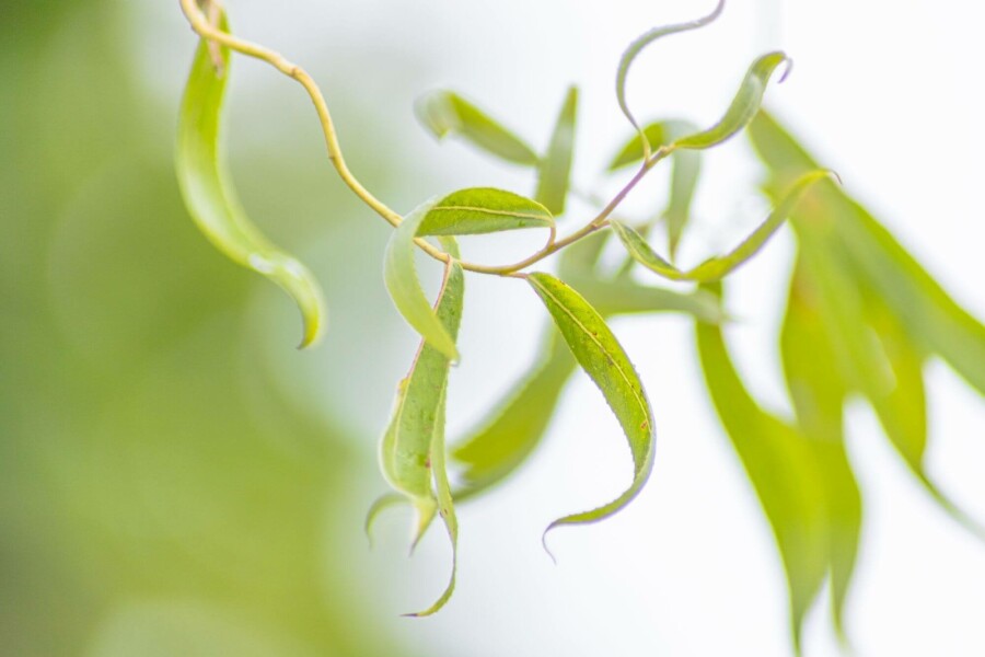 Zickzack-Weide Salix babylonica 'Tortuosa' Hochstamm Stammumfang 14-16 T Salix babylonica 'Tortuosa' Hochstamm 14/16