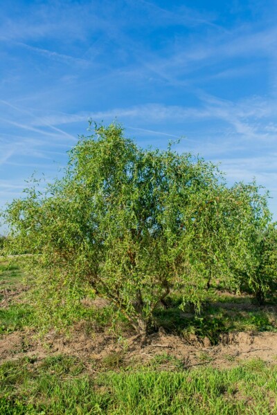 Zickzack-Weide Salix babylonica 'Tortuosa' Mehrstämmig 300-350 T Salix babylonica 'Tortuosa' Mehrstämmig 300-350