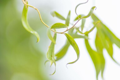 Zickzack-Weide Salix babylonica 'Tortuosa' Mehrstämmig 300-350 T Salix babylonica 'Tortuosa' Mehrstämmig 300-350