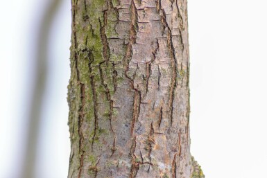 Zickzack-Weide Salix babylonica 'Tortuosa' Mehrstämmig 300-350 T Salix babylonica 'Tortuosa' Mehrstämmig 300-350