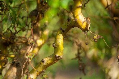 Zickzack-Weide Salix babylonica 'Tortuosa' Mehrstämmig 300-350 T Salix babylonica 'Tortuosa' Mehrstämmig 300-350