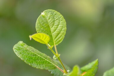 Sal-Weide Salix caprea Salix caprea