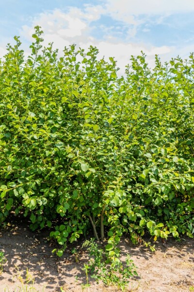 Sal-Weide Salix caprea Mehrstämmig 300-350 T Salix caprea Mehrstämmig 300-350