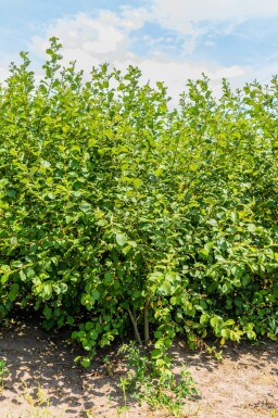 Sal-Weide Salix caprea MehrstÀmmig Salix caprea MehrstÀmmig