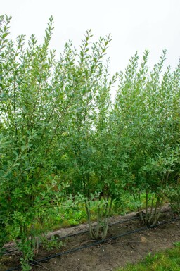 Grau-Weide Salix cinerea MehrstÀmmig Salix cinerea MehrstÀmmig