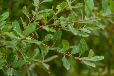 Grau-Weide Salix cinerea MehrstÀmmig Salix cinerea MehrstÀmmig