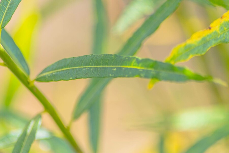 Hohe Weide Salix fragilis Hochstamm Stammumfang 16-18 T Salix fragilis Hochstamm 16/18
