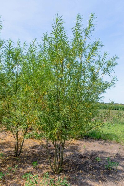 Hohe Weide Salix fragilis Mehrstämmig 200-250 T Salix fragilis Mehrstämmig 200-250