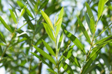Hohe Weide Salix fragilis Mehrstämmig 200-250 T Salix fragilis Mehrstämmig 200-250