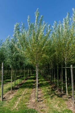 Korb-Weide Salix viminalis Hochstamm Salix viminalis Hochstamm
