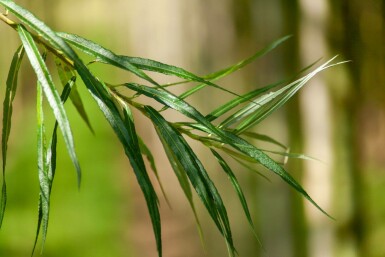 Korb-Weide Salix viminalis Hochstamm Salix viminalis Hochstamm