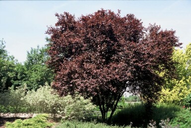 Blut-Pflaume Prunus cerasifera 'Nigra' Strauch 100-125 Topf 12 ltr. (C12) Prunus cerasifera 'Nigra' Strauch 100-125 cm
