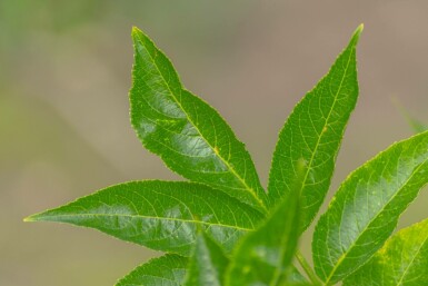 Schwarzer Holunder Sambucus nigra Sambucus nigra
