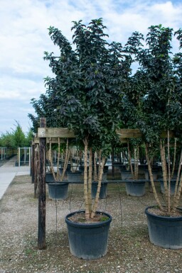 Schwarzer Holunder Sambucus nigra Mehrstämmig Sambucus nigra Mehrstämmig