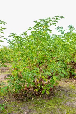 Schwarzer Holunder Sambucus nigra Mehrstämmig Sambucus nigra Mehrstämmig