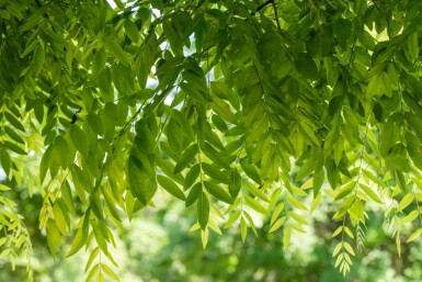 Japanischer Schnurbaum Styphnolobium japonicum Styphnolobium japonicum
