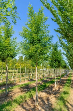 Japanischer Schnurbaum Styphnolobium japonicum Hochstamm Styphnolobium japonicum Hochstamm