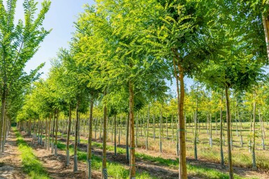 Japanischer Schnurbaum Styphnolobium japonicum Hochstamm Styphnolobium japonicum Hochstamm