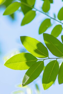 Japanischer Schnurbaum Styphnolobium japonicum Hochstamm Stammumfang 10-12 T Styphnolobium japonicum Hochstamm 10/12