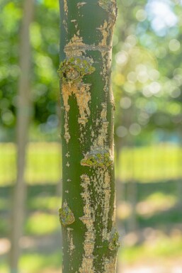 Japanischer Schnurbaum Styphnolobium japonicum Hochstamm Stammumfang 10-12 T Styphnolobium japonicum Hochstamm 10/12