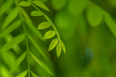 Japanischer Schnurbaum Styphnolobium japonicum Mehrstämmig 200-250 T Styphnolobium japonicum Mehrstämmig 200-250