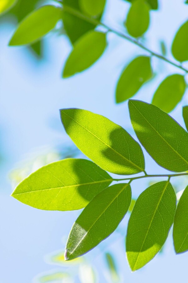 Japanischer Schnurbaum Styphnolobium japonicum Mehrstämmig 200-250 T Styphnolobium japonicum Mehrstämmig 200-250