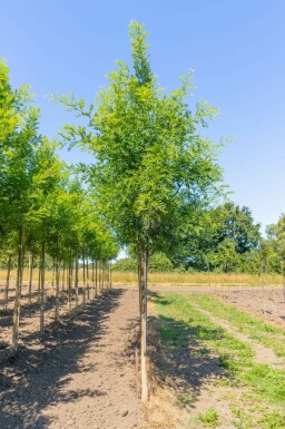 Japanese pagoda tree Styphnolobium japonicum 'Regent' Styphnolobium japonicum 'Regent'