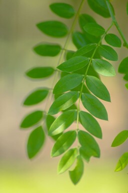 Japanese pagoda tree Styphnolobium japonicum 'Regent' Styphnolobium japonicum 'Regent'