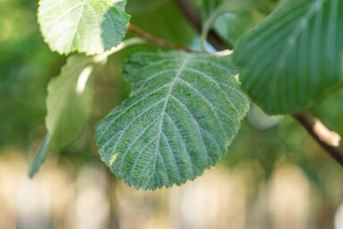 Mehlbeere Sorbus aria Sorbus aria