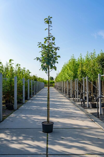 Mehlbeere Sorbus aria Hochstamm Stammumfang 12-14 T Sorbus aria Hochstamm 12/14