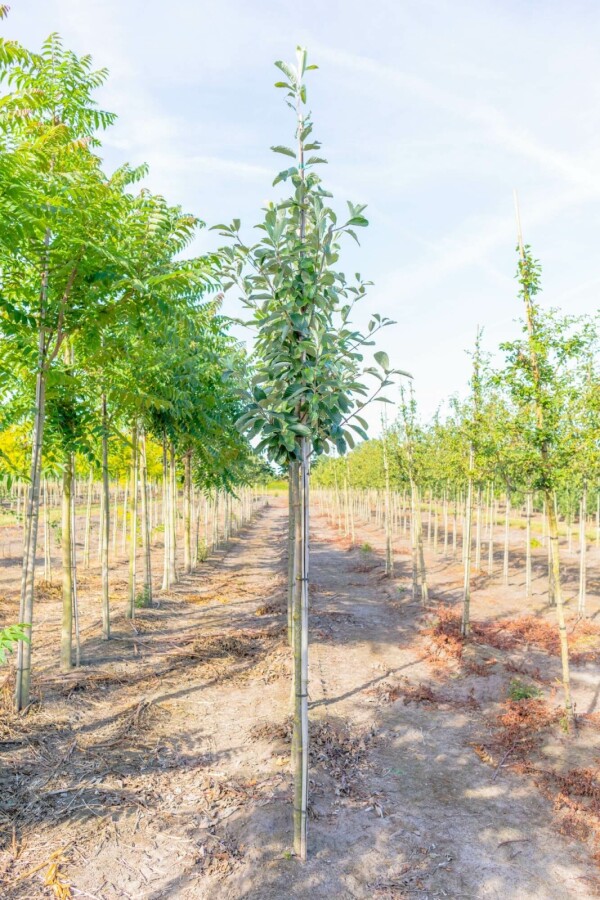 Mehlbeere Sorbus aria Hochstamm Stammumfang 12-14 T Sorbus aria Hochstamm 12/14