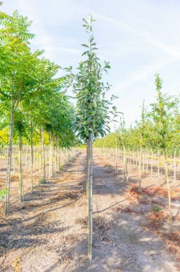 Mehlbeere Sorbus aria Hochstamm Sorbus aria Hochstamm