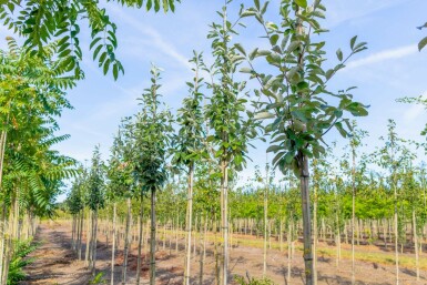 Mehlbeere Sorbus aria Hochstamm Stammumfang 12-14 T Sorbus aria Hochstamm 12/14