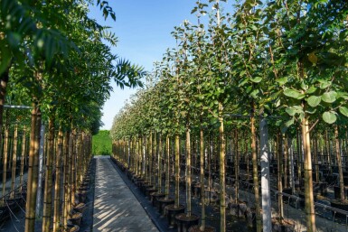 Mehlbeere Sorbus aria Hochstamm Stammumfang 12-14 T Sorbus aria Hochstamm 12/14