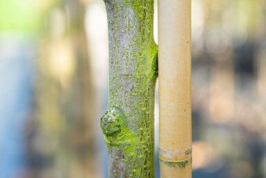 Mehlbeere Sorbus aria Hochstamm Stammumfang 12-14 T Sorbus aria Hochstamm 12/14