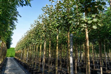 Mehlbeere Sorbus aria Hochstamm Stammumfang 12-14 T Sorbus aria Hochstamm 12/14