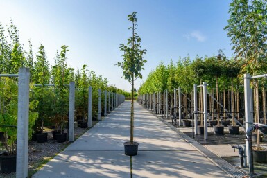 Mehlbeere Sorbus aria Hochstamm Stammumfang 12-14 T Sorbus aria Hochstamm 12/14